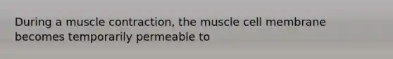 During a muscle contraction, the muscle cell membrane becomes temporarily permeable to