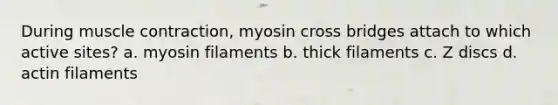 During muscle contraction, myosin cross bridges attach to which active sites? a. myosin filaments b. thick filaments c. Z discs d. actin filaments