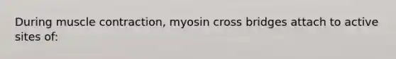 During muscle contraction, myosin cross bridges attach to active sites of: