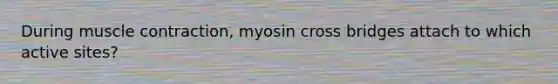 During muscle contraction, myosin cross bridges attach to which active sites?