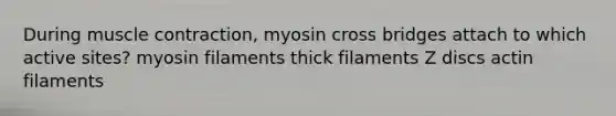 During muscle contraction, myosin cross bridges attach to which active sites? myosin filaments thick filaments Z discs actin filaments