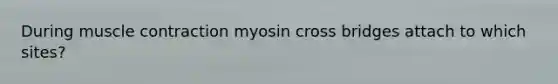 During muscle contraction myosin cross bridges attach to which sites?