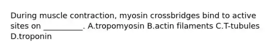 During muscle contraction, myosin crossbridges bind to active sites on __________. A.tropomyosin B.actin filaments C.T-tubules D.troponin