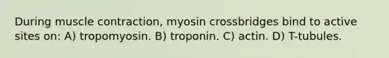 During muscle contraction, myosin crossbridges bind to active sites on: A) tropomyosin. B) troponin. C) actin. D) T-tubules.