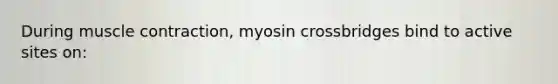 During muscle contraction, myosin crossbridges bind to active sites on: