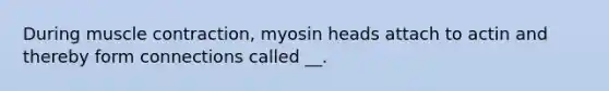 During muscle contraction, myosin heads attach to actin and thereby form connections called __.