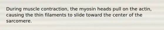 During <a href='https://www.questionai.com/knowledge/k0LBwLeEer-muscle-contraction' class='anchor-knowledge'>muscle contraction</a>, the myosin heads pull on the actin, causing the thin filaments to slide toward the center of the sarcomere.