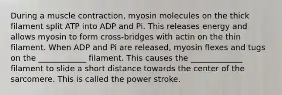 During a <a href='https://www.questionai.com/knowledge/k0LBwLeEer-muscle-contraction' class='anchor-knowledge'>muscle contraction</a>, myosin molecules on the thick filament split ATP into ADP and Pi. This releases energy and allows myosin to form cross-bridges with actin on the thin filament. When ADP and Pi are released, myosin flexes and tugs on the ____________ filament. This causes the _____________ filament to slide a short distance towards the center of the sarcomere. This is called the power stroke.