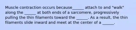 Muscle contraction occurs because______ attach to and "walk" along the ______ at both ends of a sarcomere, progressively pulling the thin filaments toward the ______. As a result, the thin filaments slide inward and meet at the center of a ______.