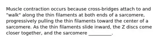 Muscle contraction occurs because cross‐bridges attach to and "walk" along the thin filaments at both ends of a sarcomere, progressively pulling the thin filaments toward the center of a sarcomere. As the thin filaments slide inward, the Z discs come closer together, and the sarcomere __________.