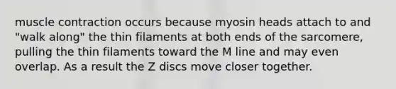 muscle contraction occurs because myosin heads attach to and "walk along" the thin filaments at both ends of the sarcomere, pulling the thin filaments toward the M line and may even overlap. As a result the Z discs move closer together.