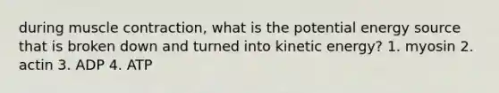 during muscle contraction, what is the potential energy source that is broken down and turned into kinetic energy? 1. myosin 2. actin 3. ADP 4. ATP