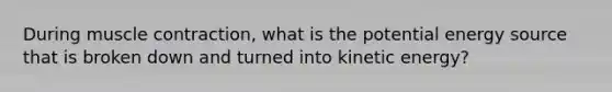 During muscle contraction, what is the potential energy source that is broken down and turned into kinetic energy?