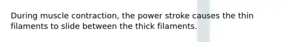 During muscle contraction, the power stroke causes the thin filaments to slide between the thick filaments.