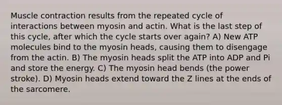 Muscle contraction results from the repeated cycle of interactions between myosin and actin. What is the last step of this cycle, after which the cycle starts over again? A) New ATP molecules bind to the myosin heads, causing them to disengage from the actin. B) The myosin heads split the ATP into ADP and Pi and store the energy. C) The myosin head bends (the power stroke). D) Myosin heads extend toward the Z lines at the ends of the sarcomere.