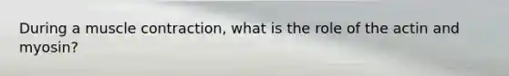 During a muscle contraction, what is the role of the actin and myosin?