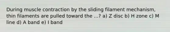 During muscle contraction by the sliding filament mechanism, thin filaments are pulled toward the ...? a) Z disc b) H zone c) M line d) A band e) I band