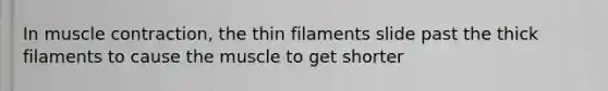 In muscle contraction, the thin filaments slide past the thick filaments to cause the muscle to get shorter