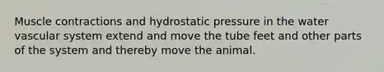 Muscle contractions and hydrostatic pressure in the water vascular system extend and move the tube feet and other parts of the system and thereby move the animal.