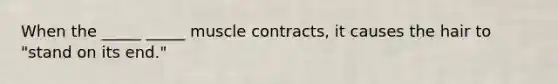 When the _____ _____ muscle contracts, it causes the hair to "stand on its end."