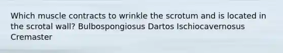 Which muscle contracts to wrinkle the scrotum and is located in the scrotal wall? Bulbospongiosus Dartos Ischiocavernosus Cremaster