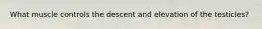 What muscle controls the descent and elevation of the testicles?
