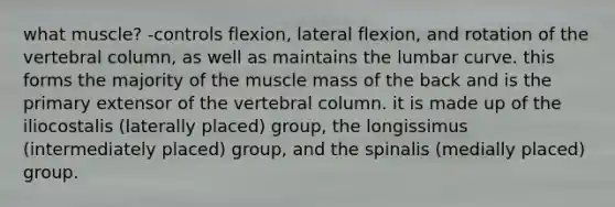 what muscle? -controls flexion, lateral flexion, and rotation of the vertebral column, as well as maintains the lumbar curve. this forms the majority of the muscle mass of the back and is the primary extensor of the vertebral column. it is made up of the iliocostalis (laterally placed) group, the longissimus (intermediately placed) group, and the spinalis (medially placed) group.