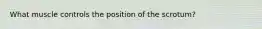 What muscle controls the position of the scrotum?