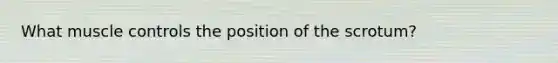 What muscle controls the position of the scrotum?