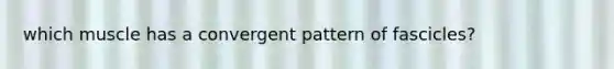 which muscle has a convergent pattern of fascicles?