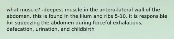 what muscle? -deepest muscle in the antero-lateral wall of the abdomen. this is found in the ilium and ribs 5-10. it is responsible for squeezing the abdomen during forceful exhalations, defecation, urination, and childbirth