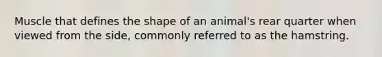 Muscle that defines the shape of an animal's rear quarter when viewed from the side, commonly referred to as the hamstring.