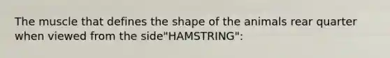 The muscle that defines the shape of the animals rear quarter when viewed from the side"HAMSTRING":