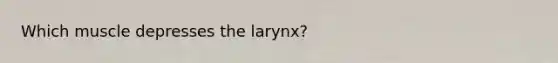 Which muscle depresses the larynx?