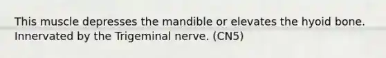 This muscle depresses the mandible or elevates the hyoid bone. Innervated by the Trigeminal nerve. (CN5)