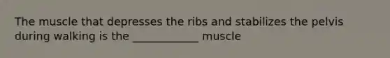 The muscle that depresses the ribs and stabilizes the pelvis during walking is the ____________ muscle