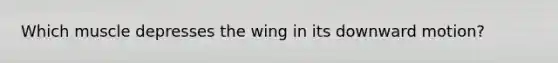 Which muscle depresses the wing in its downward motion?