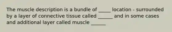 The muscle description is a bundle of _____ location - surrounded by a layer of connective tissue called ______ and in some cases and additional layer called muscle ______