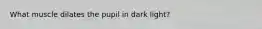 What muscle dilates the pupil in dark light?