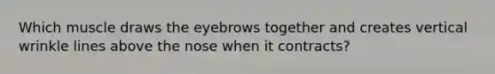 Which muscle draws the eyebrows together and creates vertical wrinkle lines above the nose when it contracts?
