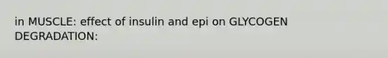 in MUSCLE: effect of insulin and epi on GLYCOGEN DEGRADATION: