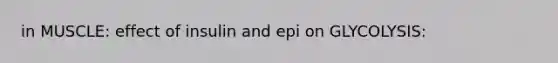 in MUSCLE: effect of insulin and epi on GLYCOLYSIS: