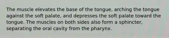 The muscle elevates the base of the tongue, arching the tongue against the soft palate, and depresses the soft palate toward the tongue. The muscles on both sides also form a sphincter, separating the oral cavity from the pharynx.