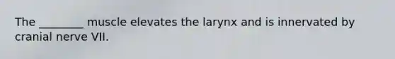 The ________ muscle elevates the larynx and is innervated by cranial nerve VII.