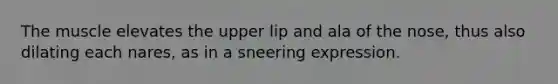 The muscle elevates the upper lip and ala of the nose, thus also dilating each nares, as in a sneering expression.