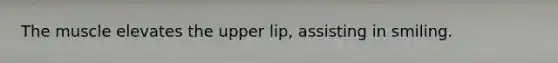 The muscle elevates the upper lip, assisting in smiling.