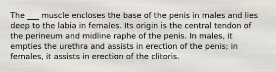 The ___ muscle encloses the base of the penis in males and lies deep to the labia in females. Its origin is the central tendon of the perineum and midline raphe of the penis. In males, it empties the urethra and assists in erection of the penis; in females, it assists in erection of the clitoris.