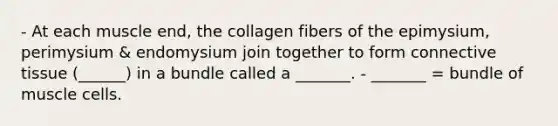 - At each muscle end, the collagen fibers of the epimysium, perimysium & endomysium join together to form connective tissue (______) in a bundle called a _______. - _______ = bundle of muscle cells.