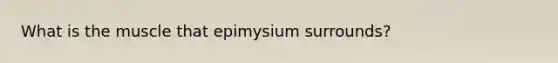 What is the muscle that epimysium surrounds?