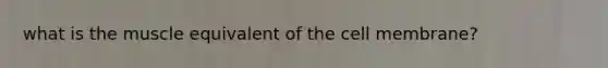 what is the muscle equivalent of the cell membrane?